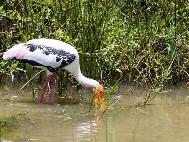 Wilpattu National Park