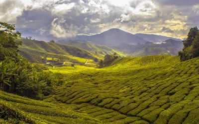 Visit the Tea plantation in Sri Lanka